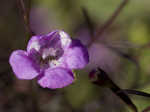 Slenderleaf false foxglove